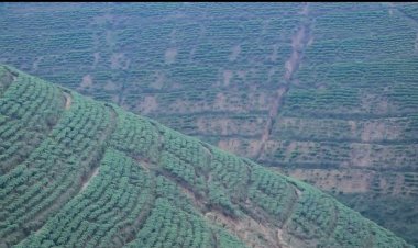 Nyaruguru:Abahinzi b’icyayi baravuga ko batezwa igihombo n’abajya gutashya inkwi mu cyayi cyabo.