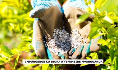 Intambara yo muri Ukraine:Abahinzi baravuga ko batewe impungenge n’ibura ry’ifumbire mvaruganda.