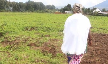 Musanze: Hari abahinzi binubira ko bahinze imyaka ikaragirwa