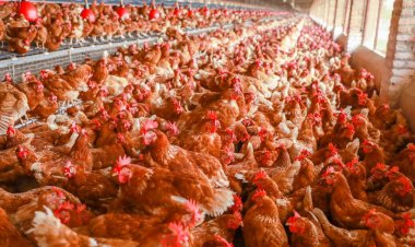 Aborora kijyambere inkoko z'inyama baramara ubwoba abifuza kubikora