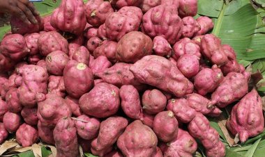 Imiryango yacungiraga imibereho ku buhinzi bw’ibijumba iraria ayo kwarika!