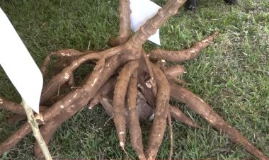 Ngoma: Abahinzi barasaba kwigishwa guhinga imyumbati kijyambere kuko ihera