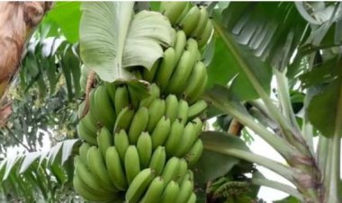 Huye:Abaturage babangamiwe n’inzoga zitujuje ubuziranenge zihishirwa n’ubuyobozi.