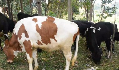 Gicumbi: Aborozi bamaze umwaka urenga batishyurwa amafaranga y’umukamo w’inka zabo