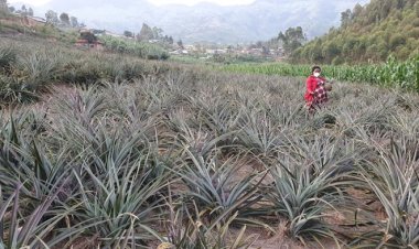 Ngoma: Abahinzi b'inanasi barasaba uruganda rutunganya umusaruro