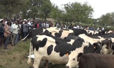 Iburasirazuba: Aborozi bafite imbogamizi z’abavuzi b’amatungo bakiri bacye ndetse n’abatazi gutera inka intanga