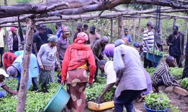 Nyamasheke: Barishimira ingemwe za kawa zo gutera bari guhabwa