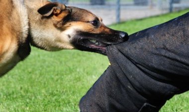 Koza igisebe cy'uwarumwe n'imbwa bigabanya kwandura ibisazi byayo