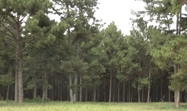 Kirehe: Barasaba ibikorwaremezo by’ubukerarugendo ku ishyamba Nyaburanga rya Ntaruka.