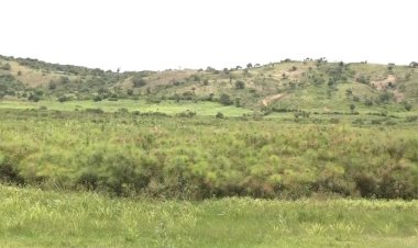 Kirehe : Iyangirika rikomeye ry'ishyamba kimeza rya Ibandamakera rihangayikishije abahaturiye