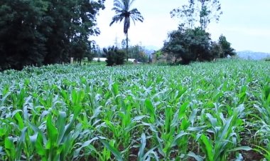 Ubwitabire  bw'abahinzi n'aborozi mu kugana ibigo by'ubwishingizi buracyari hasi.