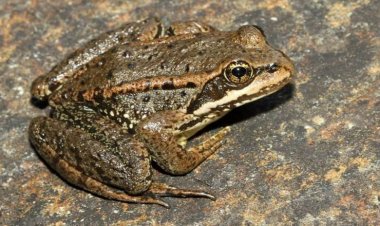 Musanze: Biracyasaba imbaraga zo kumvisha abaturage kubungabunga inyamaswa zirimo ibikeri, inzoka, udushishi.