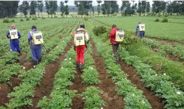 Urubyiruko rurasabwa kwitabira umwuga w’ubuhinzi nk’indi myuga.