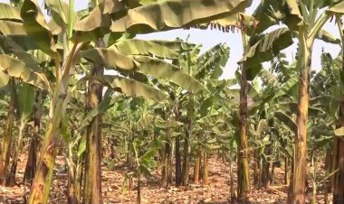 Gatsibo: Abahinzi b’urutoki barasaba inka zo kubafasha kubona ifumbire y'urutoki