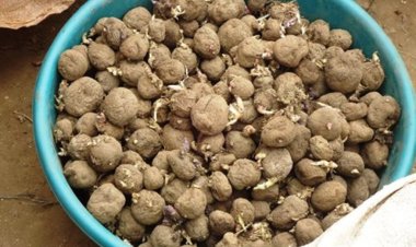 Nyabihu: Hari abahinzi baretse guhinga ibirayi kubera kubura imbuto yabyo