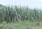 Farmers are seeking for compensation of their crops in Gatsata-Nyabugogo swamp.