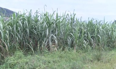 Farmers are seeking for compensation of their crops in Gatsata-Nyabugogo swamp.