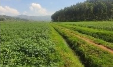 Residents in BURERA district are encouraged to apply for loans for the development of their agricultural activities.