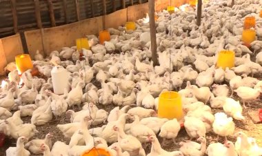 Rwamagana: Kutagira igiciro fatizo cy’inyama z’inkoko bituma bagwa mu gihombo