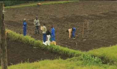 Nyabihu-Musanze:Kutabona aho bakura imbuto z'ibirayi zizewe n'ubuhunikiro;  imbogamizi ku bahinzi b'ibirayi