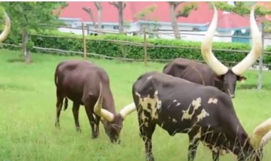 Amajyepfo: Barishimira kugaruka k’umuco wo kumurika Inyambo nyuma y’imyaka 60