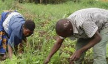 Uruhare rw’abagabo bakora ubuhinzi mu kwimakaza ihame ry’uburinganire