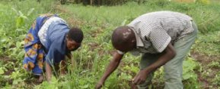 The Role of Men in Advancing Gender Equality in Agriculture
