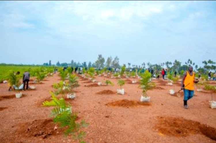 Igiti cyanjye: Barasaba ko hakongerwa ibiti by’imbuto biterwa nk’ibyagira ingaruka nyinshi ku mibereho y'abaturage