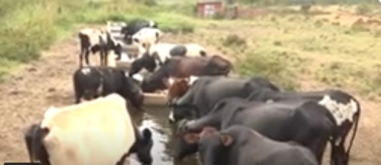 Kayonza: aborozi b’inka baracyafite imbogamizi zibazitira mu rugendo rwo guhaza uruganda rw’amata