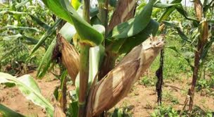 Abahinzi b'ibigori barasaba kurindwa igihombo  n'ababagurira umusaruro 