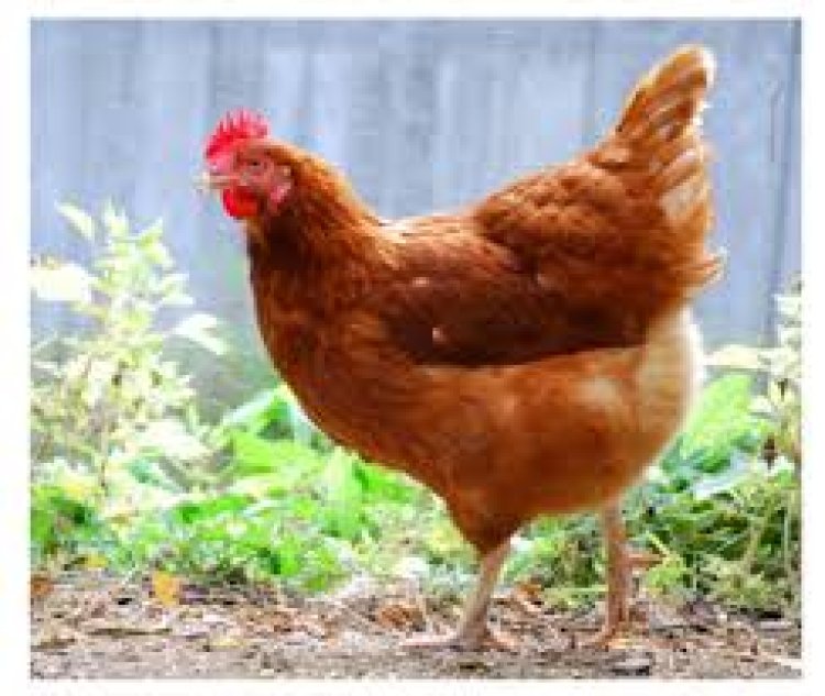 Ruhango: Gahunda yo kwitura yatumye abari abakene basigaye boroza abandi