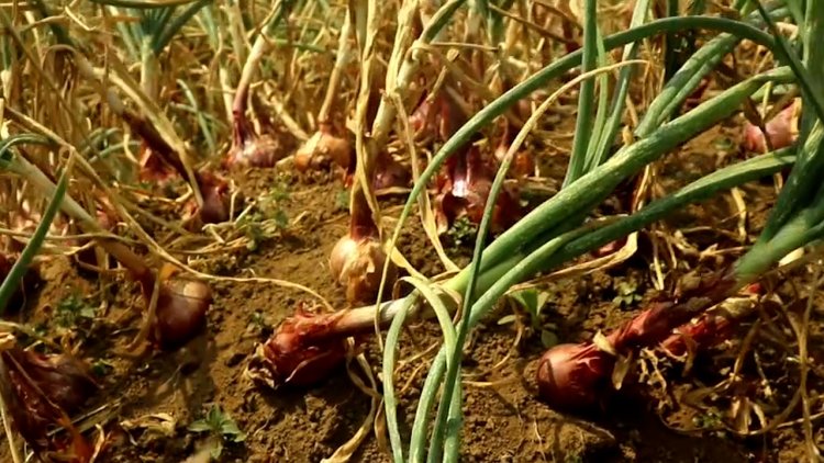 Burera: abahinzi b’ibitunguru barataka igihombo