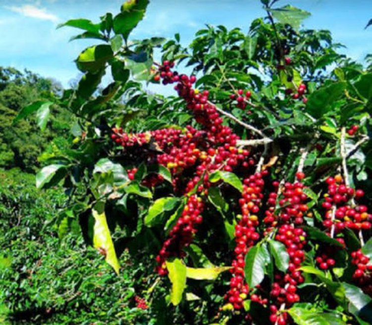 U Rwanda rwohereje mu mahanga toni zirenga 8 100 zinjije miliyari 16,7 Frw mu minsi itanu