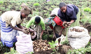 Abaturage bamwe bo mu turere twa Musanze na Burera bahagaritse  guhinga ibirayi