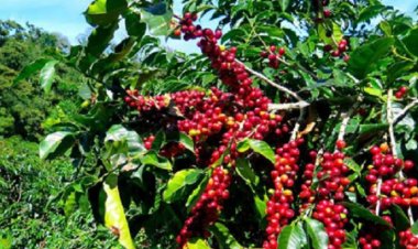 Gakenke: Abaturage barishimira iterambere bagejejweho n’igihingwa cya Kawa.