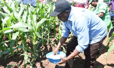 Gatsibo: Minisitiri Gatabazi yifatanyije n'abaturage gushyira ifumbire mu bigori