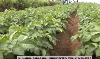 Musanze: Abahinzi barasabwa guhinga babungabunga ibidukikije nk’ibyabarinda  ingaruka bahur nazo.