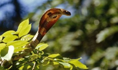 Abarumwa n’inzoka barasabwa kwirinda ingaruka, bakayoboka kwa muganga.