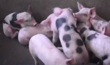 Nyaruguru: Abatujwe mu mudugudu w’ikitegererezo wa Munini barashima ko borojwe amatungo.