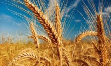 Uburusiya-Ukraine: ‘Amasezerano y’ibinyabiziga yongerewe amezi abiri’ Recep Tayyip Erdogan