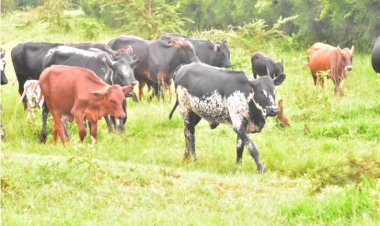 Kayonza: Barishimira umusaruro bakura mu bworozi bw’inka zabo.