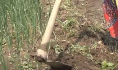 Hari abahinzi bishyurwa bahenzwe ku bwishingizi bw’ibihingwa!