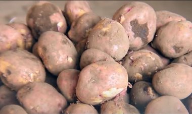 Musanze: No mu kinigi, ikiguzi cy’ibirayi kiri gutuma birya umugabo bigasiba undi!