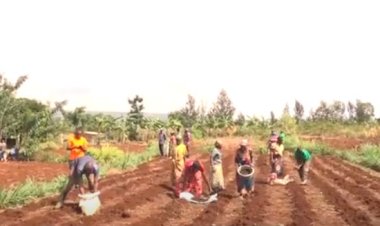 Rwamagana: Abahinzi ntiborohewe no kubona imbuto n’ifumbire!