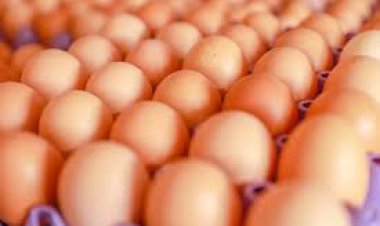 Kayonza: Gushyiraho iguriro ry’amagi byakemuye ikibazo cy’imirire mibi