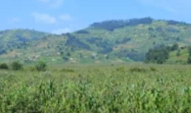 Hamuritswe Umushinga wa miliyari witezweho guteza imbere ubuhinzi mu gishanga cya Kimiranzivu