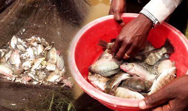 Umusaruro w'ubworozi bw'ibinyabuzima byo mu mazi nturagera ku rwego rushimishije