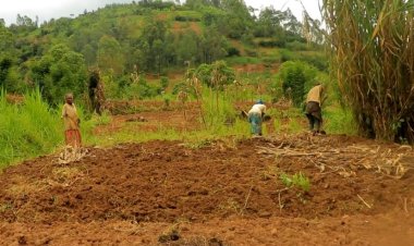 Musanze - Gakenke: Abaturage barinubira kwishyuzwa imbuto y'ibigori yarumbye