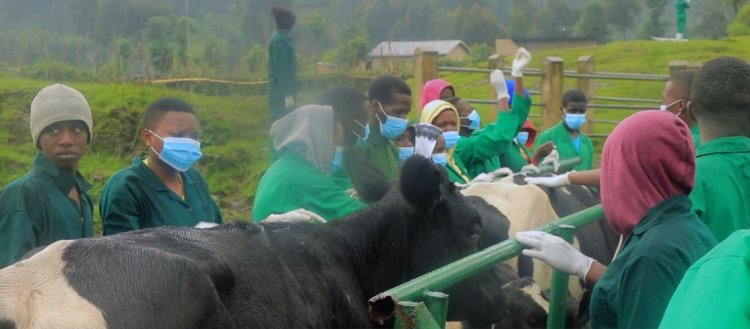 Nyabihu: Abarozi b’inka bo mu murenge wa Bigogwe barishimira ko inka zabo ziri guhabwa ibinini bya vitamine