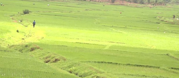 Kirehe: Hari abahinzi b'umuceri basaba imbuga zo kuwanikaho